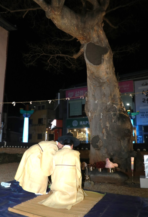 권기창 안동시장이 정월대보름을 맞나 4일 자정(5일 새벽)에 옛 안동군수 관아터에 자리한 신목에 제사를 올려 시민안녕과 무사화평을 기원했다. 안동시 제공