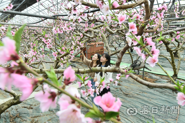 10일 경산시 압량면 백안리 김운태 씨의 비닐하우스 농장에는 복숭아가 연분홍 꽃망울을 터트리며 봄의 시작을 알리고 있다. 경산시 제공
