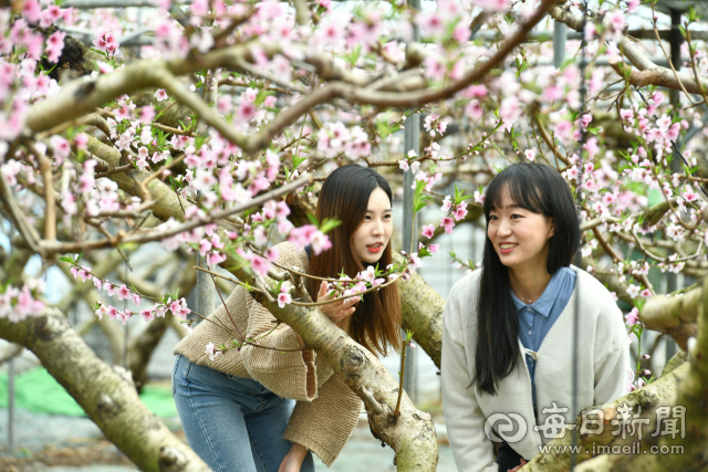 10일 경산시 압량면 백안리 김운태씨의 비닐하우스 농장에는 한파를 이겨낸 복숭아가 연분홍 꽃망울을 터트리며 봄의 시작을 알리고 있다. 경산시 제공