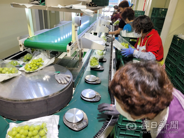 경산농협 농산물산지유통센터(APC)에서 농산물을 수집해 선별, 포장하고 있는 모습. 경산농협 제공.