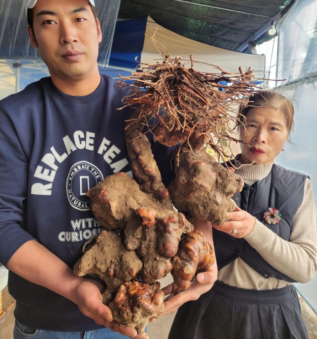 박필순·최용원 씨가 밀양 종남산에서 캔 대형 하수오. 한국전통심마니협회 제공