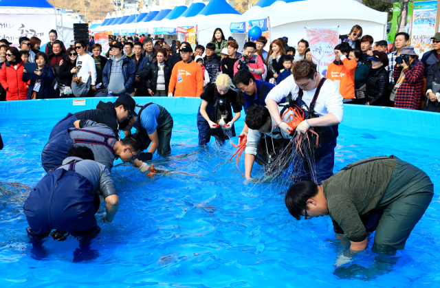 4년 전 울진대게 축제현장의 대게잡이 체험행사 모습. 울진군 제공