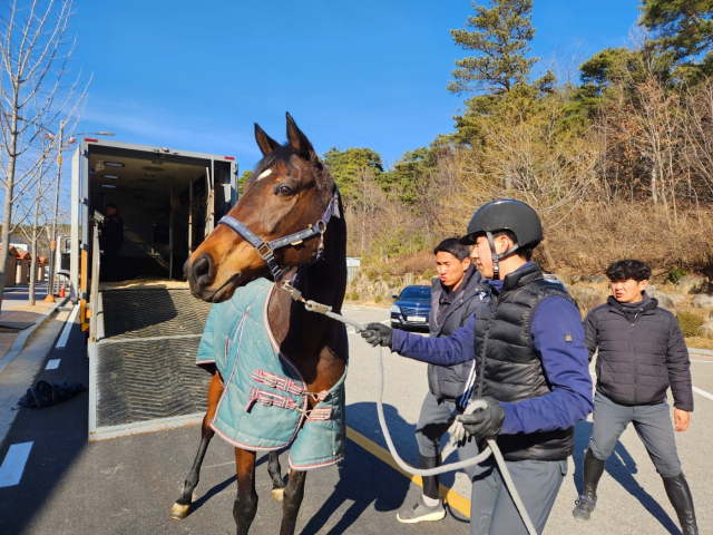 지난 21일 상주국제승마장에 영풍영농조합 용인지점이 기증한 말들이 도착하고 있다. 상주시 제공.