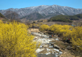 구례 산수유꽃