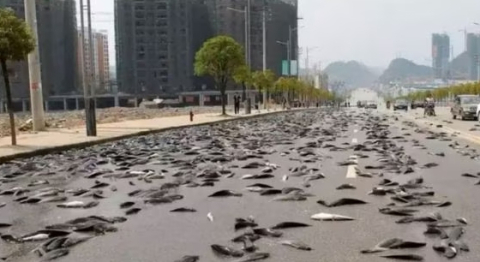 축복? 재앙? 호주 하늘에서 물고기 수백마리 비처럼 쏟아져