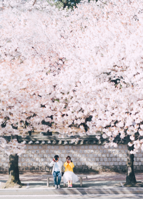 경주 대릉원 돌담길. 경북문화관광공사 제공