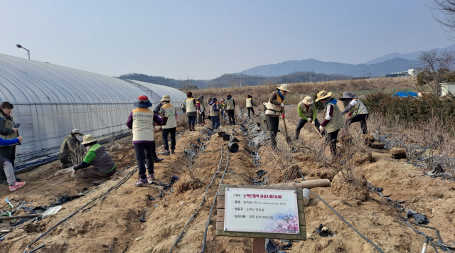 영주시농업기술센터 직원들과 국립공원, 산악연맹 회원들이 소백산 철쭉 묘목 이관 작업을 하고 있다. 영주시 제공