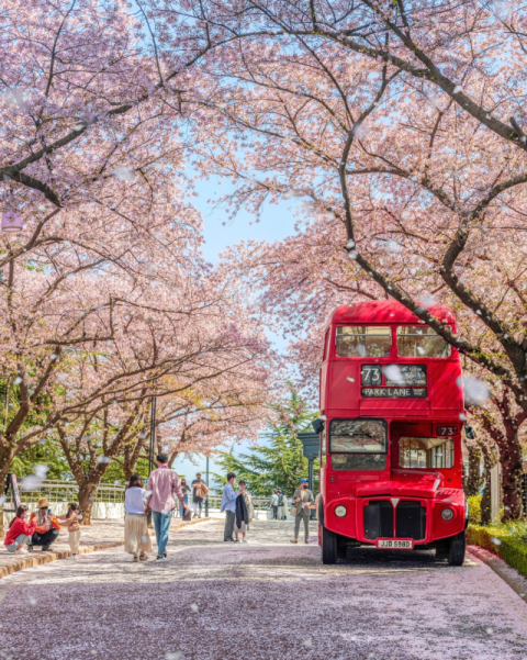 이월드 '벚꽃 로드' 돌아온다…18일부터 벚꽃축제 개최