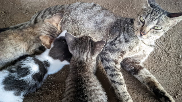 고양이 번식력은 암컷 한마리가 일년에 3번의 새끼를 낳기도 한다. 한배에 평균 4마리를 분만 한다고 가정하면 일년에 12마리의 새끼 고양이가 태어난다.