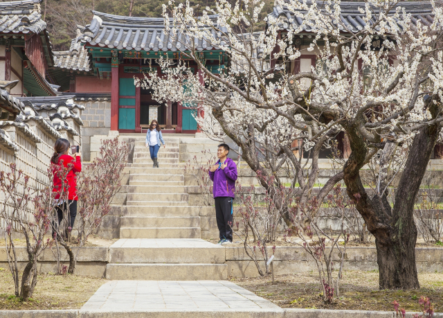 도산서원에서 관광객들이 매화를 배경으로 기념촬영하고 있다. 매일신문 D/B