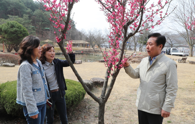 권기창 안동시장이 홍매화가 활짝 핀 민속촌과 박물관 일대를 찾아 관계자들과 안동 관광활성화 방안에 대해 논의하고 관광명소로 만들 각오를 밝혔다. 안동시 제공