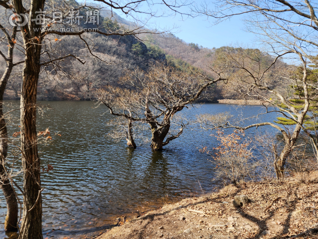 청송 유네스코 세계지질공원 지질명소 중 하나인 청송 주산지. 올해 이곳이 옛 모습을 찾게 된다. 청송군은 조만간 저수지 물을 비우고 주변 왕버들을 호수 가운데 식재할 예정이다. 전종훈 기자