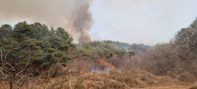 상주시 외남면 곶감공원 뒤편 야산 산불장면. 독자 제공