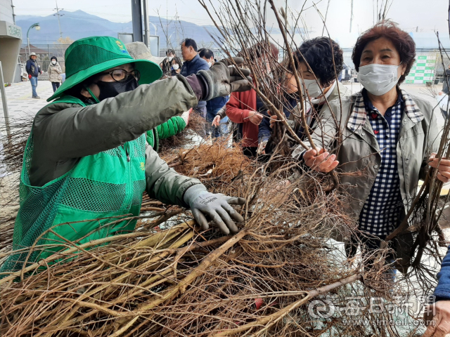 18일 오전 경산묘목영농조합법인에서 경산 하양읍 환상리 경산종묘유통센터에서 시민들에게 대추 복숭아 체리 등 경산묘목을 무료로 나눠 주고 있다. 김진만 기자
