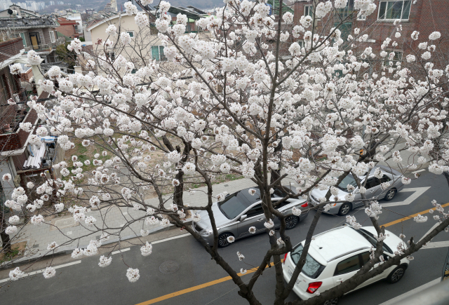 17일 오후 경남 창원시 진해구 이동 생활체육시설 주변 벚나무 한 그루에 꽃이 활짝 펴 시선을 끌고 있다. 이 벚나무는 진해에서 가장 먼저 개화하는 것으로 유명하다. 연합뉴스