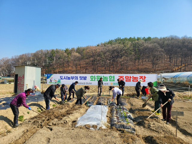 화원농협 주말농장 모습.