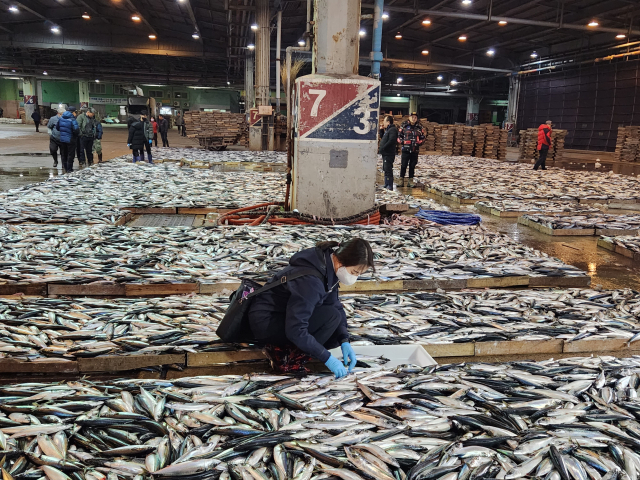 지난 28일 오전 부산공동어시장에서 국립수산물품질관리원 관계자가 방사능 검사를 위해 고등어를 채취하고 있다. 연합뉴스
