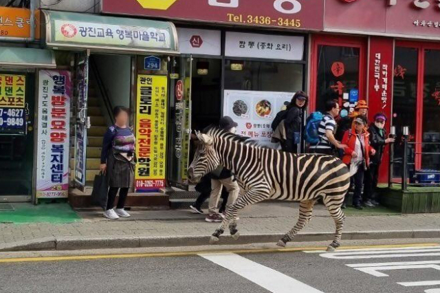 23일 오후 서울 광진구 자양동 인근에서 어린이대공원에서 탈출한 얼룩말이 주택가를 돌아다니고 있다. 서울어린이대공원 등에 따르면 이 얼룩말은 이날 오후 2시 50분께 공원 내 우리 주변에 설치된 나무 데크를 부수고 탈출한 것으로 전해졌다. 연합뉴스