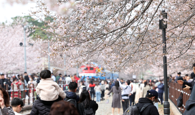 진해군항제가 열리는 26일 오전 경남 창원시 진해구 경화역 공원에서 관광객이 활짝 핀 벚꽃을 배경으로 봄 추억을 만들고 있다. 전국 최대 벚꽃 축제인 진해군항제는 오는 4월 3일까지 창원시 일대에서 열린다. 연합뉴스