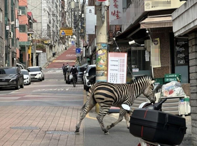 23일 오후 2시50분께 서울 광진구 서울어린이대공원에서 탈출한 얼룩말 
