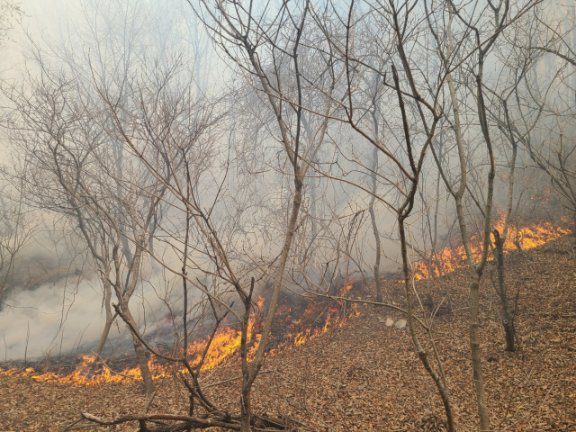 2일 오전 포항시 북구 송라면 한 야산에서 발생한 산불을 소방대원 등이 진화하고 있다. 포항북부소방서 제공.