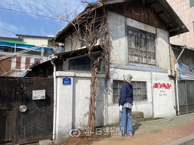경산시가 사진촬영 명소로 인기를 끌었던 자인 능소화나무가 지난해 절단된 이후 대체 능소화나무를 구입해 4일 심은 후 집주인이 나무를 살펴보고 있다. 경산시 제공
