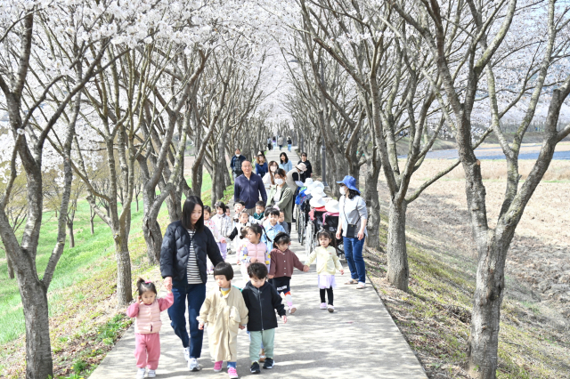 4일 경북 청송군 진보면 광덕1리 벚꽃길에는 주민과 관광객 등 많은 인파가 몰렸다. 청송군 제공