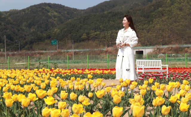 안동포 타운 튤립축제가 8일부터 16일까지 열린다. 안동시 제공