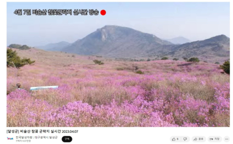'분홍빛 향연' 비슬산 참꽃 문화제. 유튜브 생중계로 즐기세요