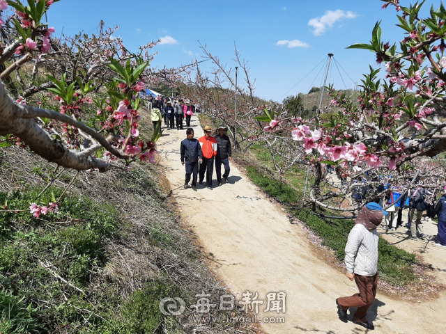 8일 경북 경산시 남산면 반곡지 일원에서 열린 복사꽃길 걷기 행사에 참여한 시민들이 복사꽃이 핀 밭 사이로 걷고 있다. 김진만 기자