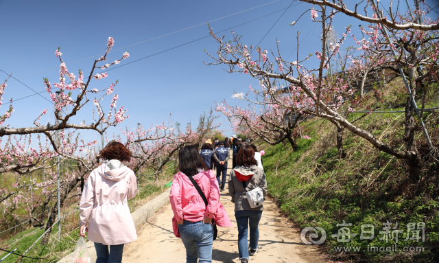 8일 경산시 남산면 반곡지 주변에서 열린 복사꽃길 걷기 행사에 참여한 시민들이 복사꽃이 핀 밭 사이로 걷고 있다. 김진만 기자