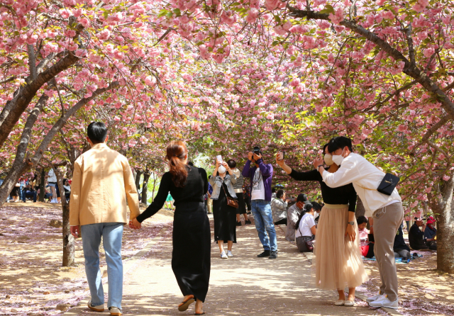 경주 불국공원을 찾은 관광객들이 겹벚꽃을 감상하며 즐거운 시간을 보내고 있다. 경주시 제공