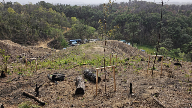 울진군이 산불지역 600ha에 대해 조림을 본격 시작하고 있다. 울진군 제공