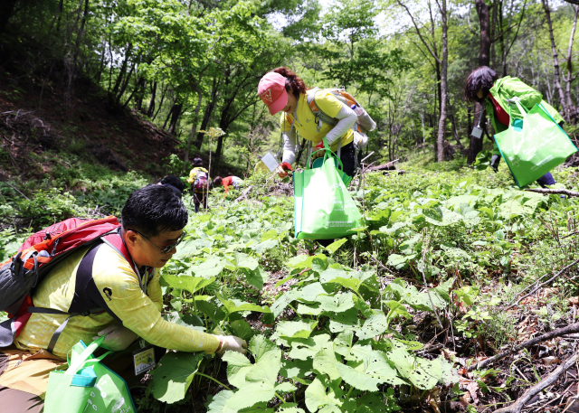 지난 영양군 산나물 채취 체험행사에 참가한 방문객들이 일월산에서 채취 활동을 벌이고 있다. 영양군 제공