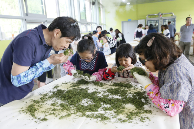 세계 속 관광지로 잘 알려진 녹차수도 보성을 찾은 한 가족이 차 만들기 체험을 하고 있다. 보성 녹차 농업 시스템은 지난 2018년에는 국가중요농업유산으로 지정되면서 지역이 보존해야할 소중한 가치라는 사회적 공감대가 형성됐다.