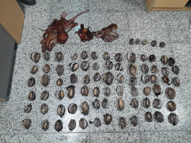 포항해양경찰서가 지난달부터 이달 14일까지 실시한 불법 해루질 특별단속에서 불법 행위가 적발돼 압수된 해산물. 포항해양경찰서 제공.