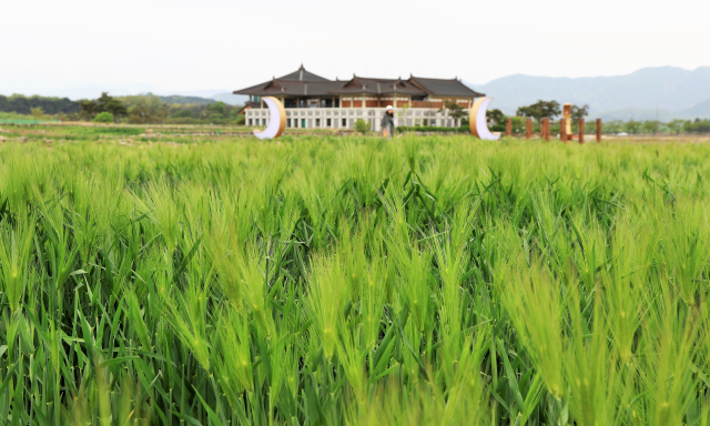 황룡사지 청보리. 김유신의 삼국통일의 의지를 담은 9층목탑이 있던 자리다.