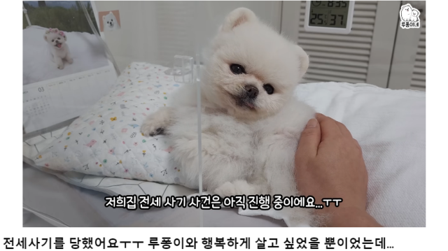 19일 유튜브에서 반려동물 채널을 운영중인 212만 유튜버가 전세 사기 피해 사실을 알렸다. 유튜브 채널 