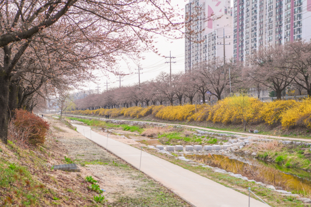 원당천에 보행로가 완성됐다. 영주시 제공