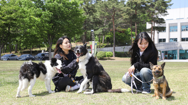 대구대 반려동물산업학과 실습견 삼남매. 왼쪽부터 쿠키, 반달이, 초코. 대구대 제공