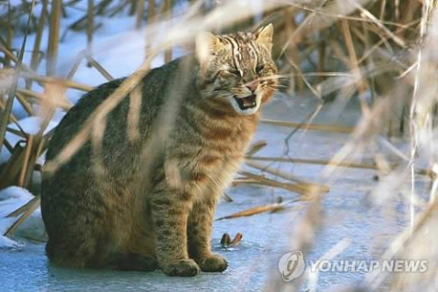 천수만에서 발견된 삵. 연합뉴스