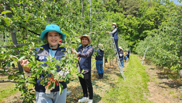 이주여성들이 동료들과 함께 사과 적과 작업을 펼치고 있다. 마경대 기자
