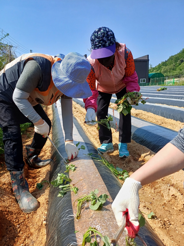안동 풍천면지역사회보장협의체 회원들이 지난 11일 사랑의 고구마 심기를 하고 있다. 김영진 기자