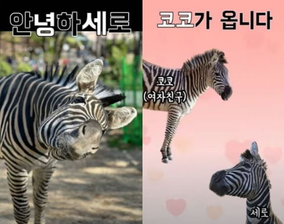 지난 3월 어린이대공원을 탈출해 도심을 활보했던 얼룩말 