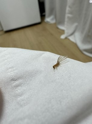 온라인 커뮤니티 갈무리