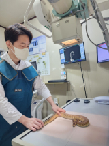 소동물 수의사 장윤호 씨가 호흡기 증상으로 내원한 뱀을 엑스레이로 살펴보고 있다.