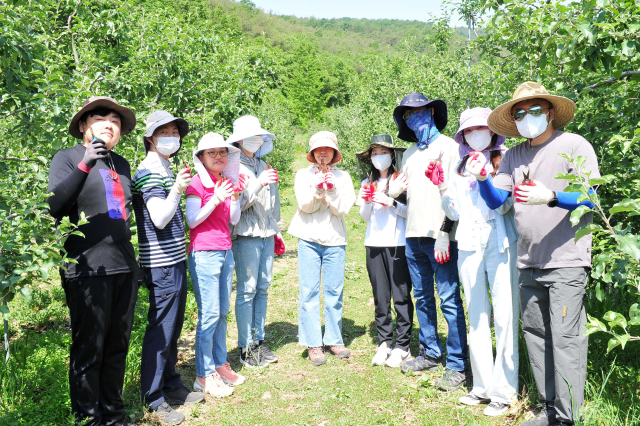 경북 군위군 기획감사실 직원들이 우보면 달산리 과수 농가에서 열매솎기 일손을 돕고, 기념 사진을 촬영하고 있다. 군위군 제공