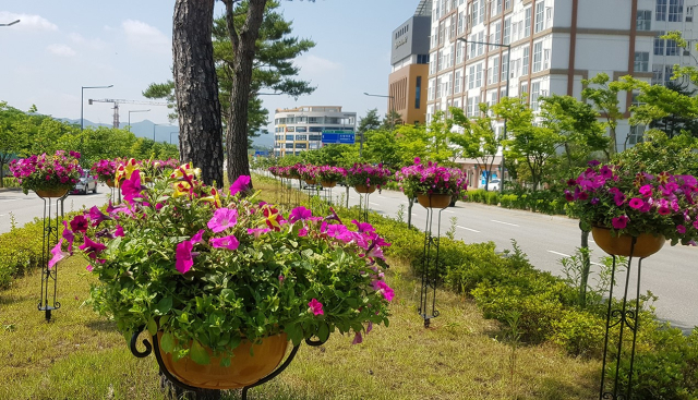 안동시가 도청 신도시 가로변에 화분을 설치하고 꽃을 심어 걷고싶은 거리로 만들고 있다. 안동시 제공