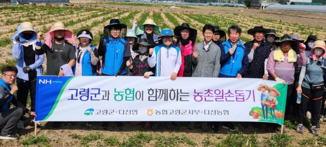 농협 고령군지부·다산농협·고령군청 양파농가 일손돕기