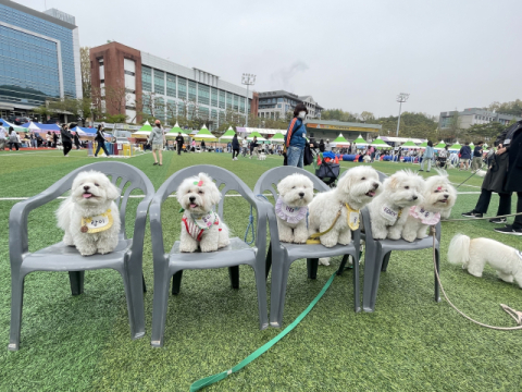 꼬씨 종친회 열렸다 '꼬똥 550마리' 집결…